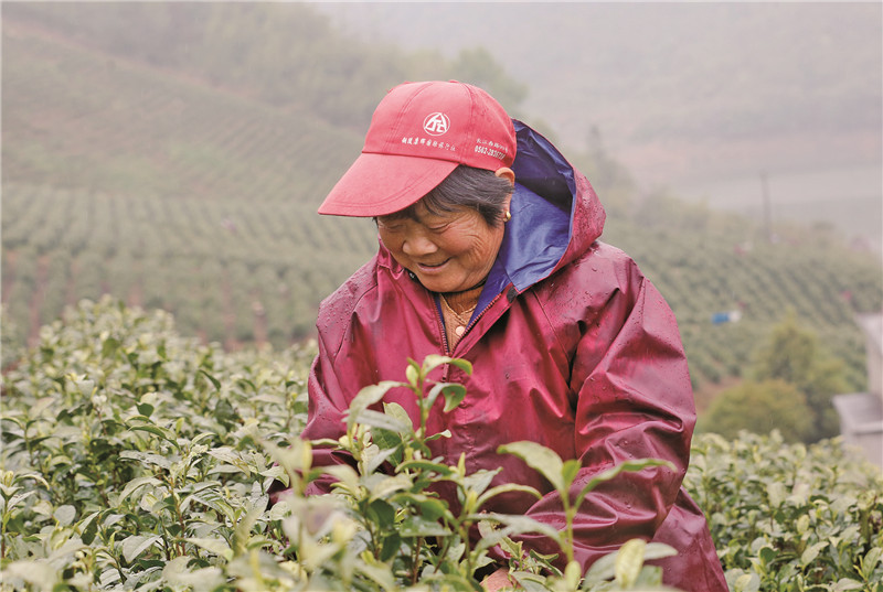 有关于义安： 发展茶叶产业 助力乡村振兴的消息(1)