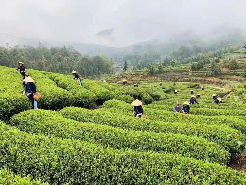 有关于沉浸式体验茶乡之春！又一春茶盛会即将启幕的新闻(4)