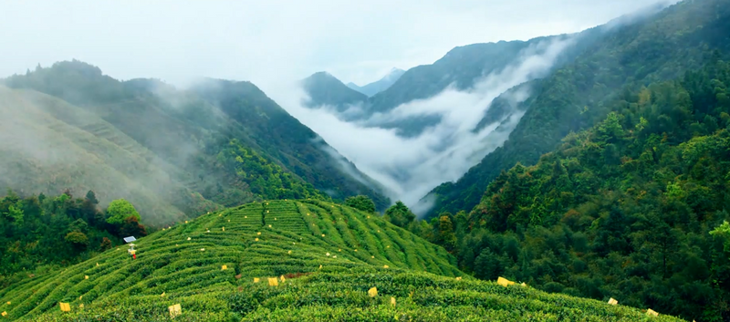 有关于沉浸式体验茶乡之春！又一春茶盛会即将启幕的新闻(7)