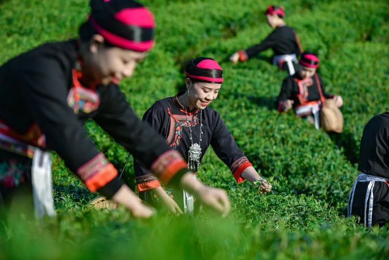 有关于沉浸式体验茶乡之春！又一春茶盛会即将启幕的新闻(10)