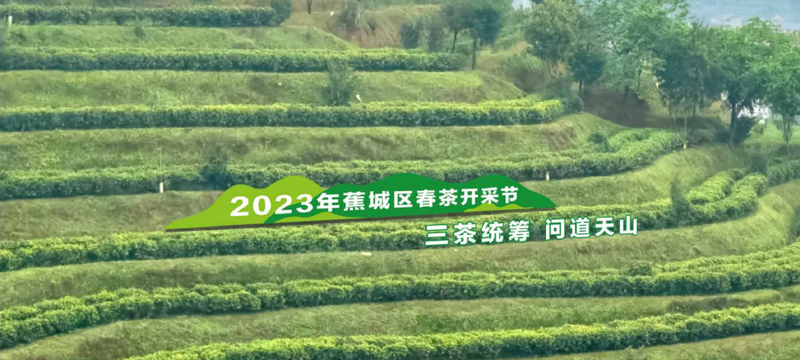 有关于沉浸式体验茶乡之春！又一春茶盛会即将启幕的新闻(1)