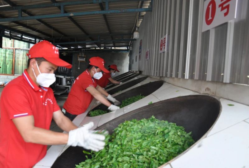 有关于茂兰镇旧村:茶企挂联茶农助推茶产业高质量发展的最新消息(1)