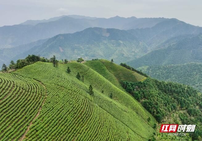 有关于江华：春日黄金茶采摘忙的信息