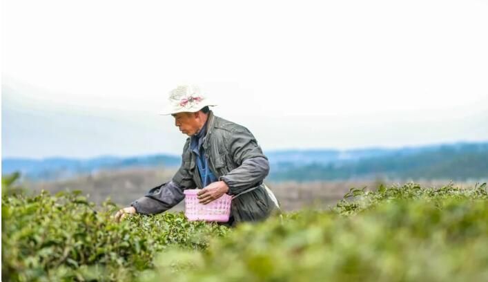 有关于七星关：乌蒙腹地茶飘香的消息(7)