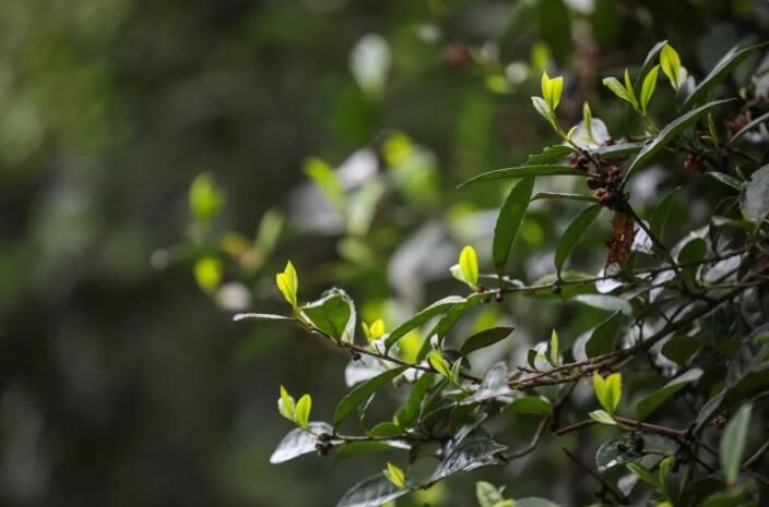 有关于七星关：乌蒙腹地茶飘香的消息(1)