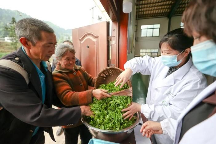 有关于七星关:乌蒙腹地茶飘香的消息(2)