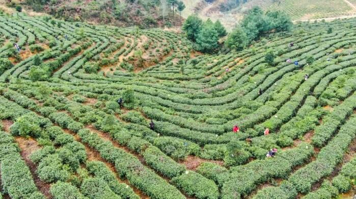 有关于七星关：乌蒙腹地茶飘香的消息(6)