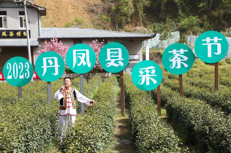 有关于丹凤县2023采茶节开幕的相关内容(2)