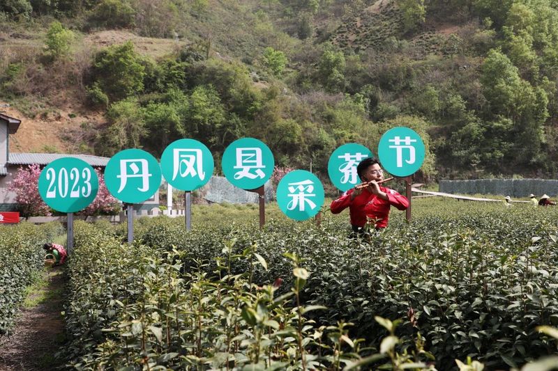 有关于丹凤县2023采茶节开幕的相关内容(4)