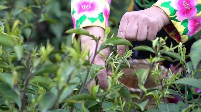 关于万亩羌茶迎丰收 “古法新制”铺就致富路的新闻(10)