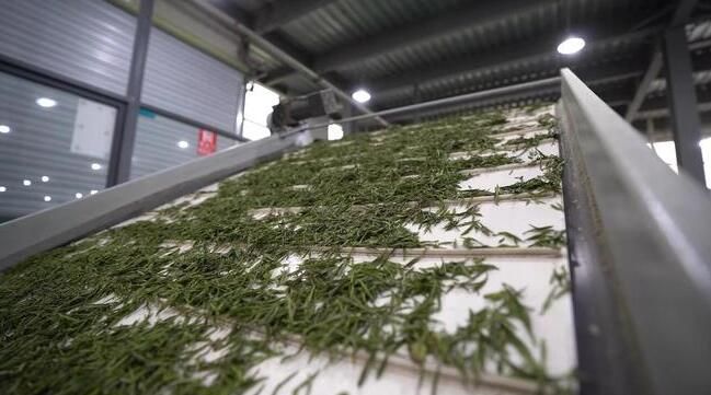 关于万亩羌茶迎丰收 “古法新制”铺就致富路的新闻(7)