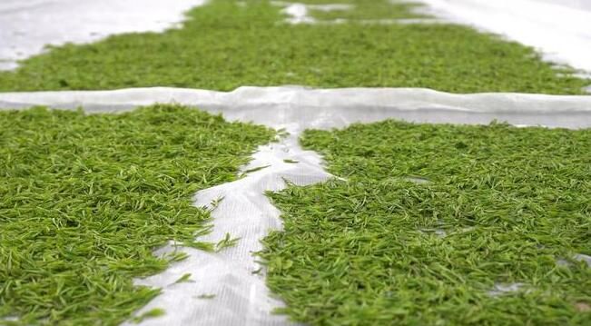 关于万亩羌茶迎丰收 “古法新制”铺就致富路的新闻(8)