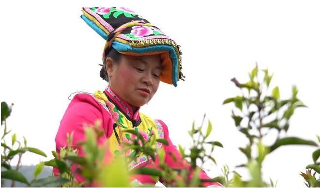 关于万亩羌茶迎丰收 “古法新制”铺就致富路的新闻(5)