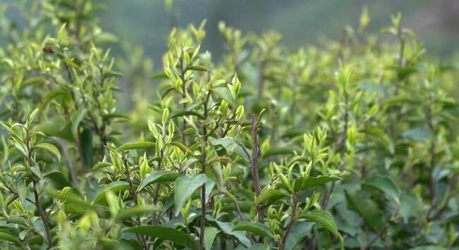 关于万亩羌茶迎丰收 “古法新制”铺就致富路的新闻(3)