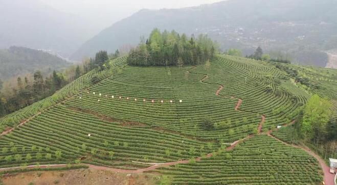 关于万亩羌茶迎丰收 “古法新制”铺就致富路的新闻(11)