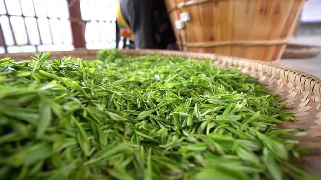 关于万亩羌茶迎丰收 “古法新制”铺就致富路的新闻(4)