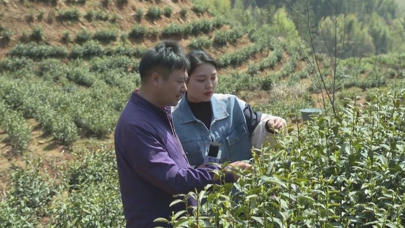 关于安庆：春茶采摘正当时 茶韵飘香促振兴的相关内容(1)