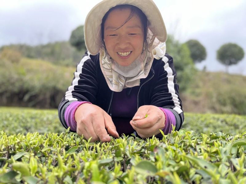 有关于铜仁市印江县：她们是快乐的采茶人的相关信息