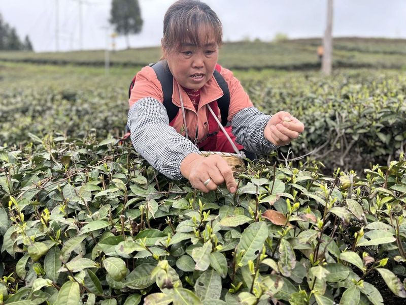 有关于铜仁市印江县：她们是快乐的采茶人的相关信息(5)