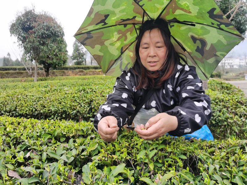 有关于铜仁市印江县：她们是快乐的采茶人的相关信息(2)