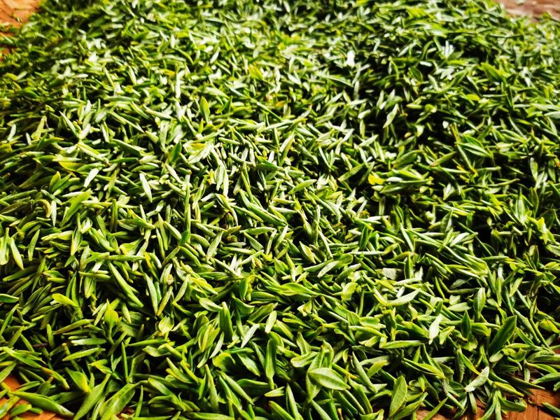 有关于铜仁市印江县：她们是快乐的采茶人的相关信息(8)