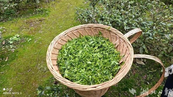 有关于鹤峰铁炉：下沉遍访解民忧 按下春茶采摘“快进键”的最新消息(2)