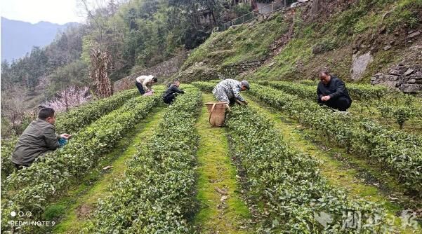 有关于鹤峰铁炉：下沉遍访解民忧 按下春茶采摘“快进键”的最新消息