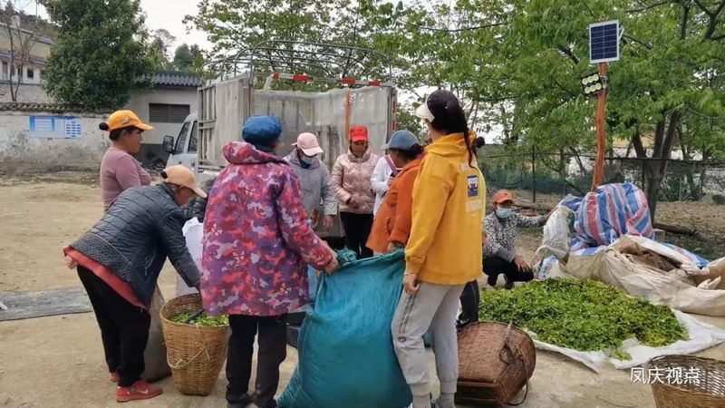 有关于腰街乡：茶叶初制所点燃发展“新引擎”的新闻