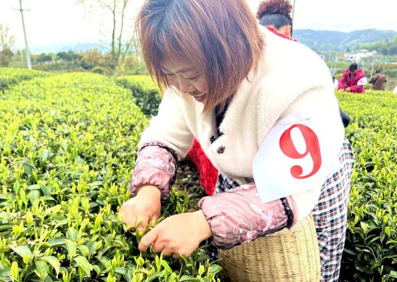 有关于湄潭县开展2023年双手采茶技能培训的新闻(1)