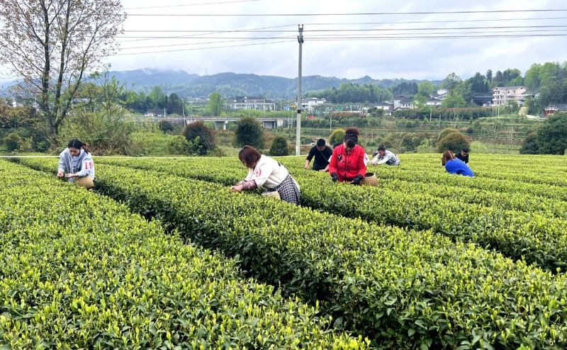 有关于湄潭县开展2023年双手采茶技能培训的新闻