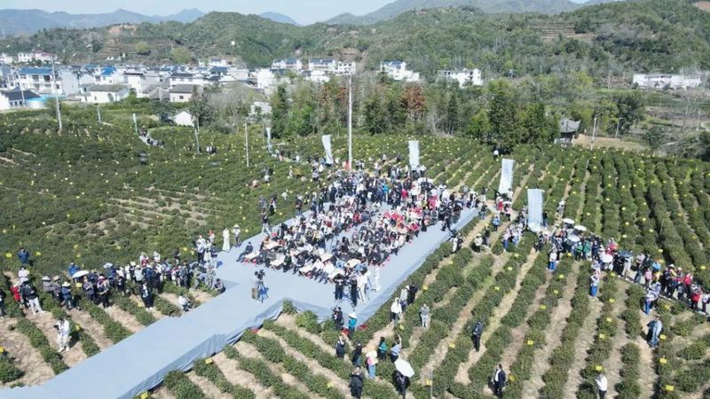 关于共赴一场春日里的“祁红之约”的相关信息