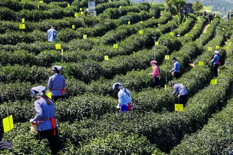关于共赴一场春日里的“祁红之约”的相关信息(1)