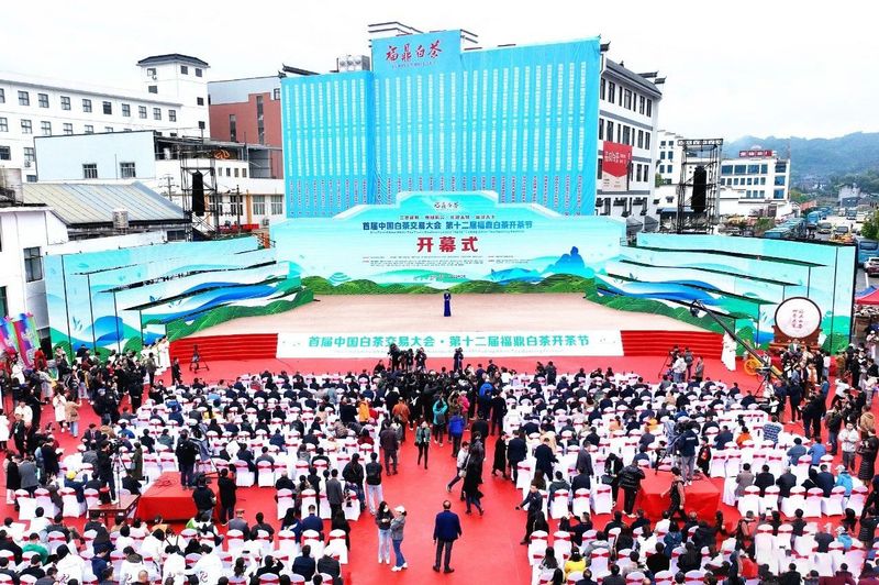 有关于第十二届福鼎白茶开茶节,今天开茶咯!的最新消息