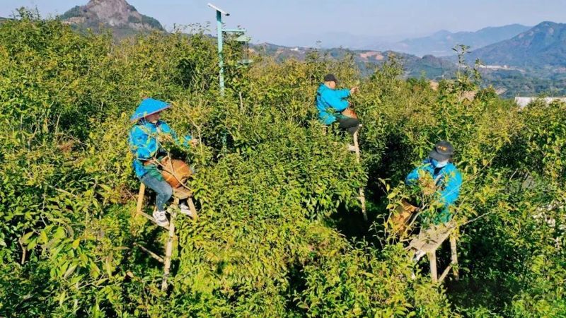 有关于翁溪村：一片叶子“撬动”乡村振兴的新闻(3)