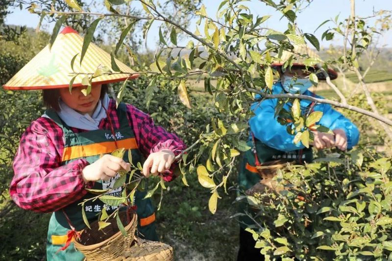 有关于翁溪村：一片叶子“撬动”乡村振兴的新闻(1)