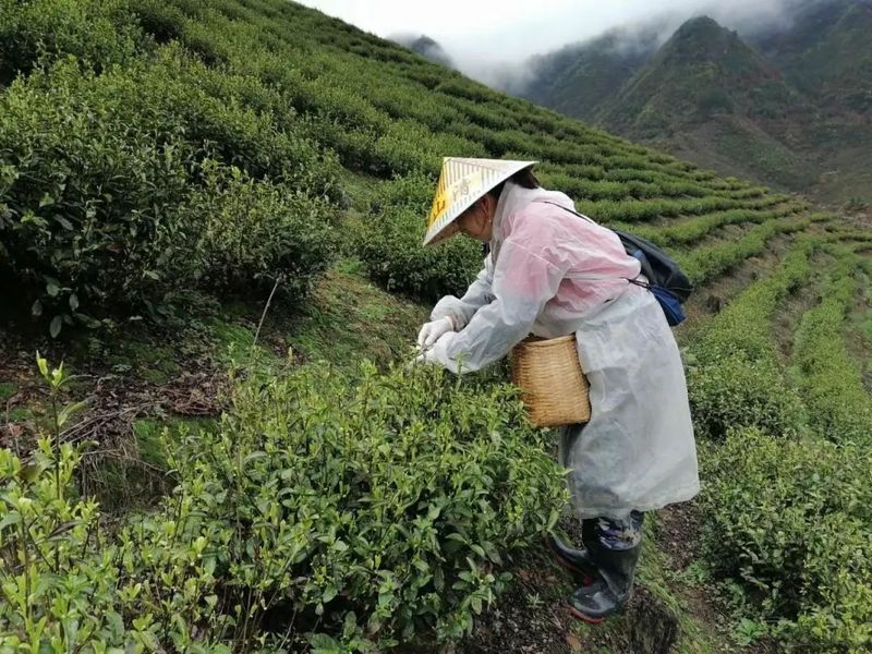 关于乐园乡:高山云雾产好茶 茶香四溢促振兴的资讯