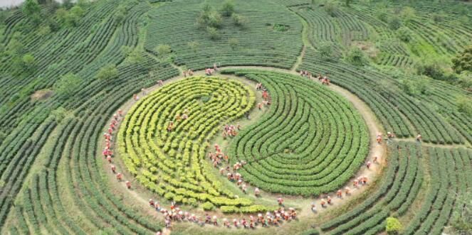 关于英德红茶再添“金名片”的内容(2)