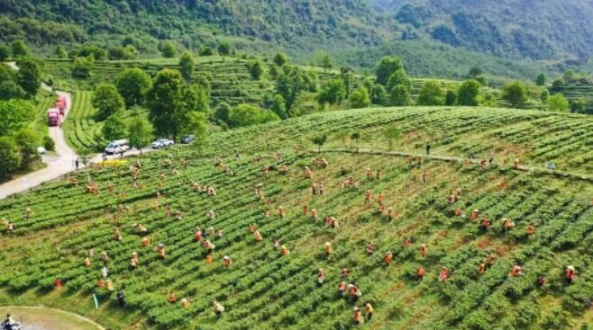 关于英德红茶再添“金名片”的内容(1)