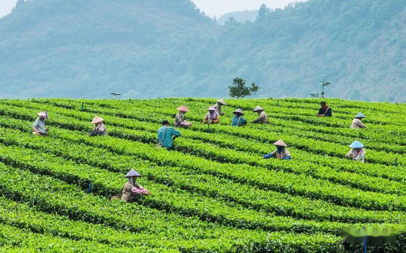 关于“共富羊岩 茶香50载”临海羊岩茶文化节的相关内容(2)