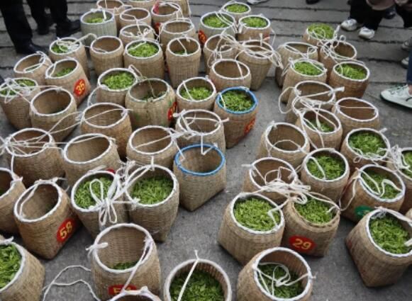 有关于正安县：双手采茶，“金手指”绽放出茶韵芬芳的最新消息(3)