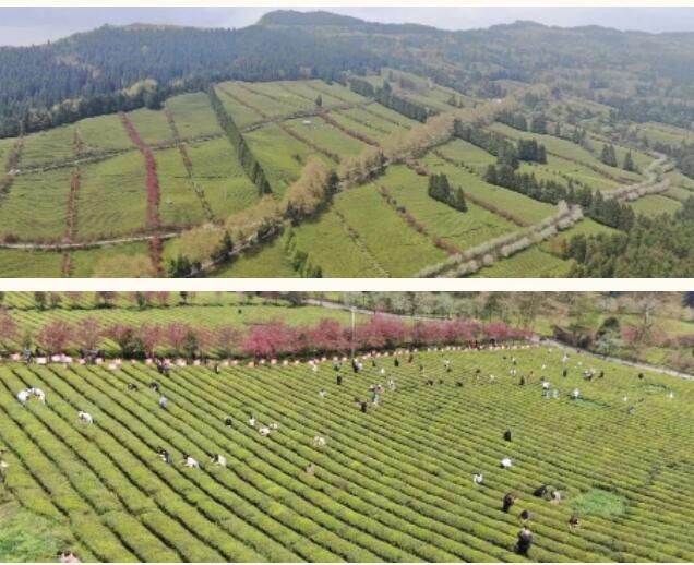 有关于正安县：双手采茶，“金手指”绽放出茶韵芬芳的最新消息