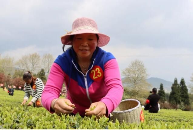 有关于正安县：双手采茶，“金手指”绽放出茶韵芬芳的最新消息(1)
