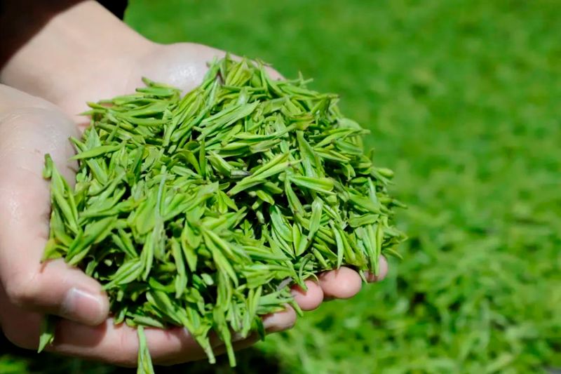 关于金沙县茶山春光无限好 茶农采茶增收忙的内容(1)