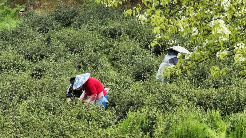 关于金沙县茶山春光无限好 茶农采茶增收忙的内容