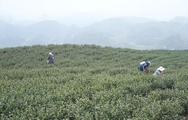 关于七星关区：春茶飘香 春绿满枝采茶忙的消息