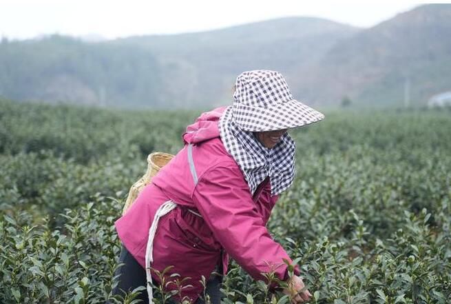 关于七星关区：春茶飘香 春绿满枝采茶忙的消息(2)