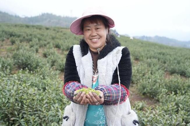 关于七星关区：春茶飘香 春绿满枝采茶忙的消息(1)