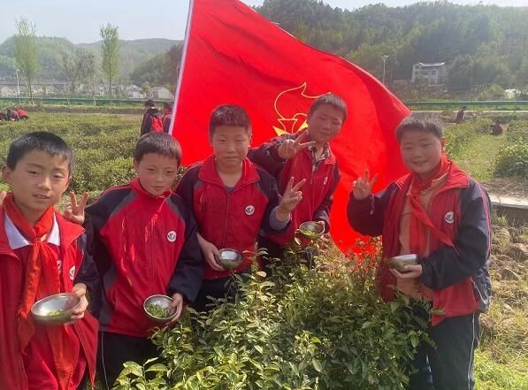 关于房县：春光美茶色 学子采茶忙的信息(1)