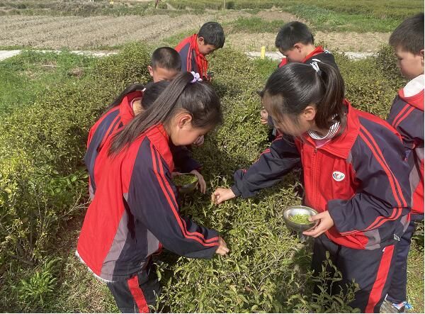 关于房县：春光美茶色 学子采茶忙的信息