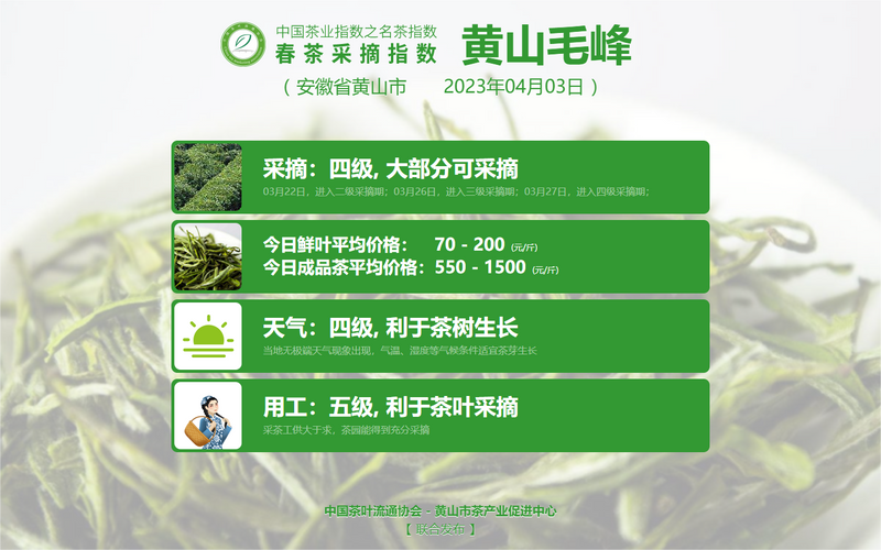 关于2023春茶季:六安瓜片少量开采,安溪铁观音加入播报的信息(8)